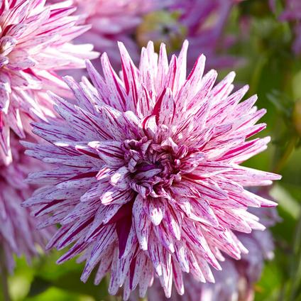 Dahlia Cactus 'Hy Trio' (Ships in Spring) 