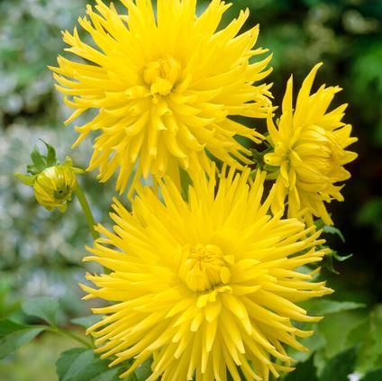 Dahlia Cactus 'Kennemerland' (Ships in Spring) 