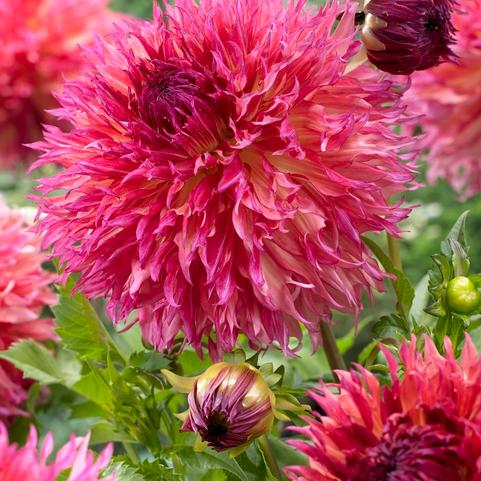 Dahlia Cactus 'Myrtle Folley' (Ships in Spring) 