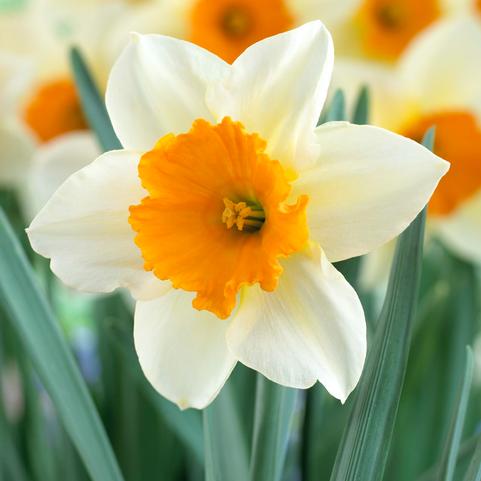Narcissi Large Cupped 'Sempre Avanti' 
