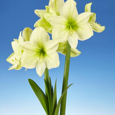 Amaryllis Peruvian 'Lemon Star' 