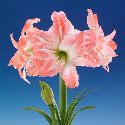 Amaryllis Peruvian 'Amadeus' 