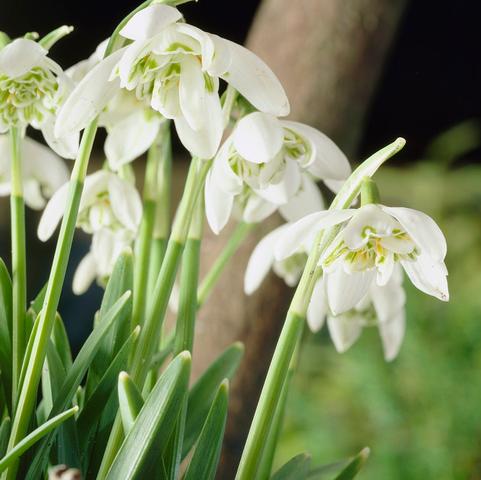 Galanthus Double 'Flore Pleno' 