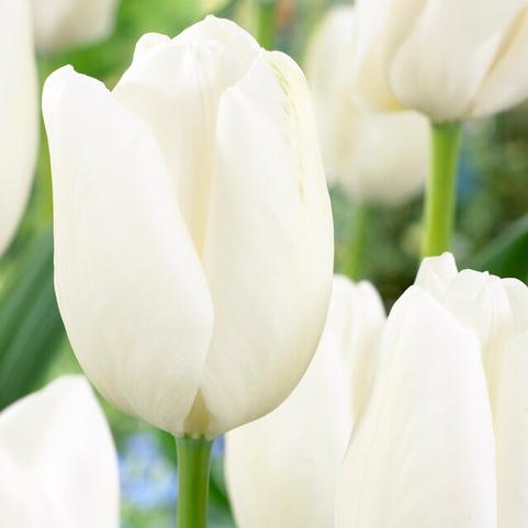 Tulipa Darwin Hybrid 'Hakuun' (White Clouds) 