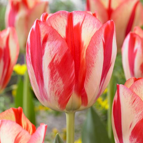 Tulipa Triumph 'Spryng Break' 