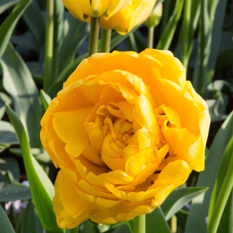 Tulipa Double Mid 'Yellow Pomponette' 