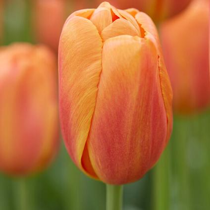 Tulipa Triumph 'Delta Storm' 