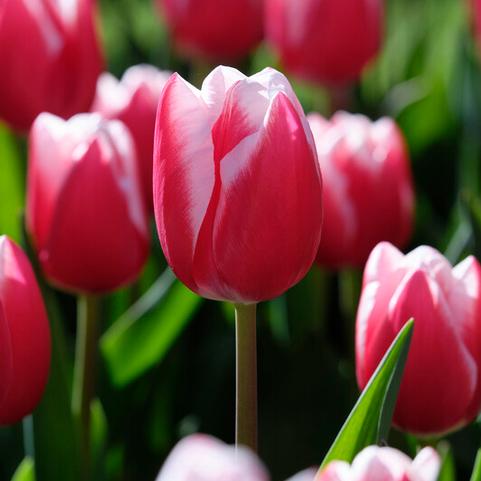 Tulipa Triumph 'Leen van der Mark 