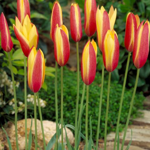 Tulipa Miniature 'Clusiana Cynthia' 