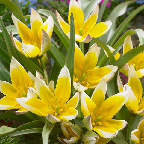 Tulipa Miniature 'Dasystemon Tarda' 
