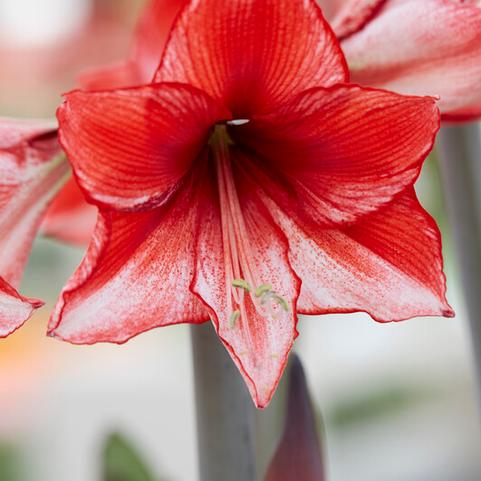 Amaryllis Peruvian 'Charisma' 
