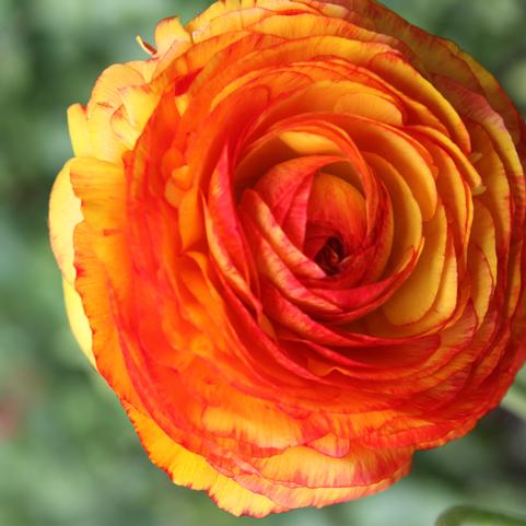 Ranunculus Picotee 'Orange' 