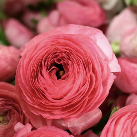 Ranunculus Aviv 'Rose' 