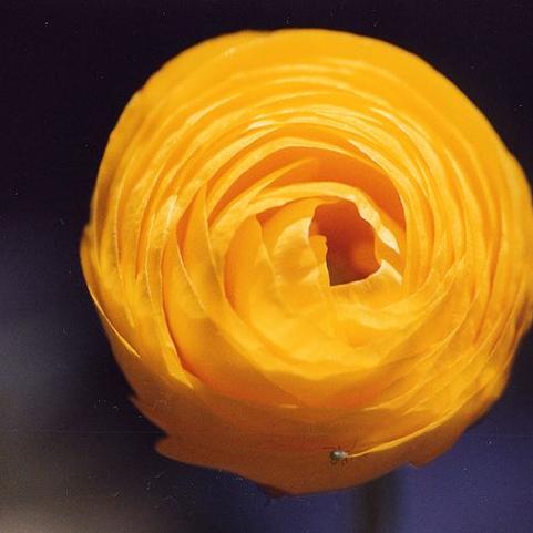 Ranunculus Aviv 'Gold' 