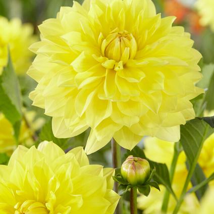 Dahlia Decorative 'American Sun' (Ships in Spring) 