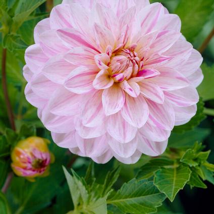 Dahlia Decorative 'Bonesta' (Ships in Spring) 