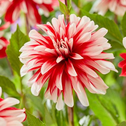Dahlia Decorative 'Catching Fire' (Ships in Spring) 