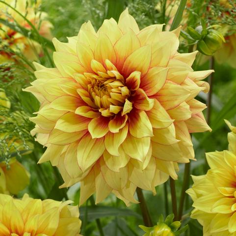 Dahlia Decorative 'Dazzling Sun' (Ships in Spring) 