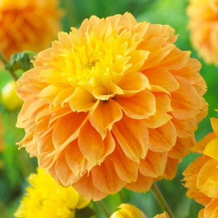Dahlia Decorative 'Deep Impact' (Ships in Spring) 