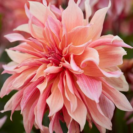 Dahlia Decorative 'Labyrinth' (Ships in Spring) 