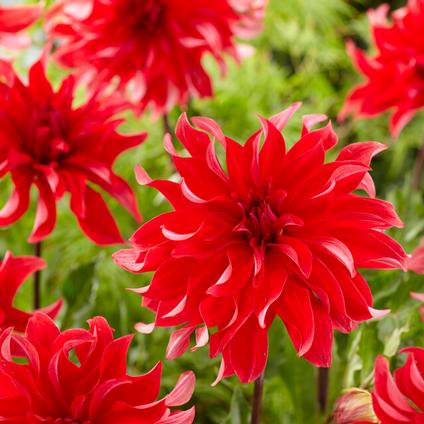 Dahlia Decorative 'Red Labyrinth' (Ships in Spring) 