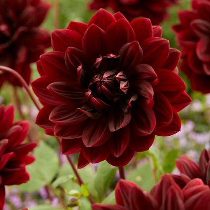 Dahlia Decorative 'Sam Hopkins' (Ships in Spring) 