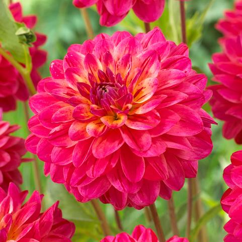 Dahlia Decorative 'The Voice' (Ships in Spring) 