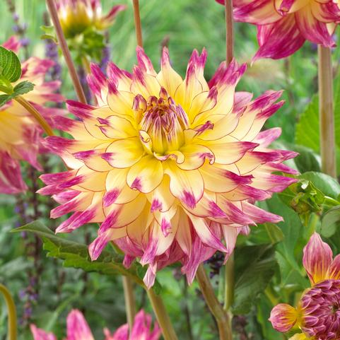 Dahlia Decorative 'Zoey Rey' (Ships In Spring) 