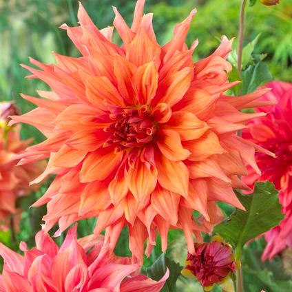 Dahlia Dinnerplate 'Belle of Bamera' (Ships in Spring) 