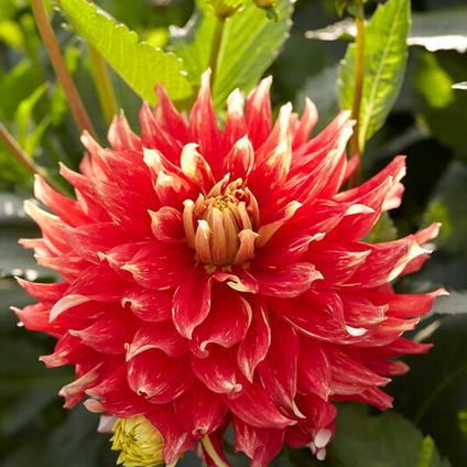 Dahlia Dinnerplate 'Bodacious' (Ships in Spring) 