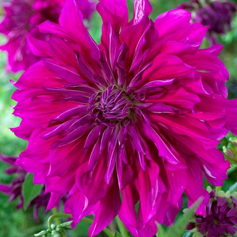 Dahlia Dinnerplate 'Purple Taiheijo' (Ships in Spring) 