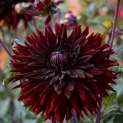 Dahlia Cactus 'Black Jack' (Ships in Spring) 