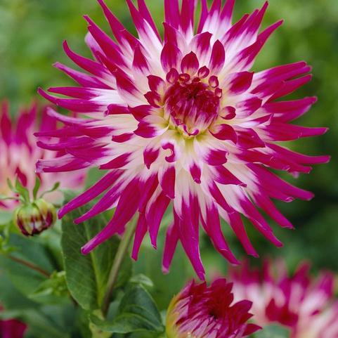 Dahlia Cactus 'Dutch Explosion' (Ships in Spring) 