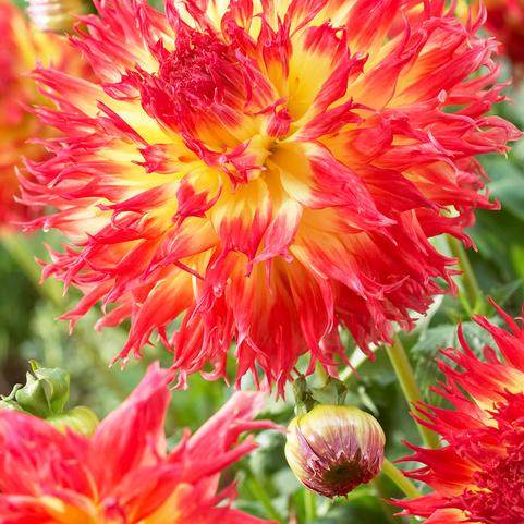 Dahlia Cactus 'Pineland's Pam' (Ships in Spring) 