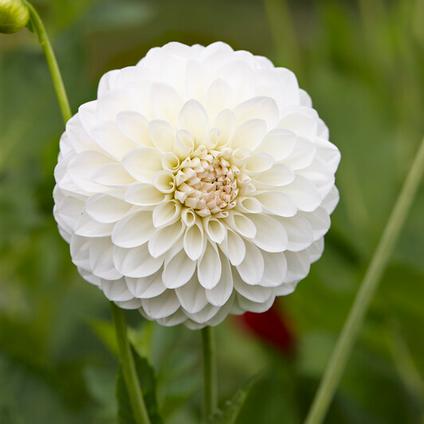 Dahlia Ball 'Boom Boom White' (Ships in Spring) 