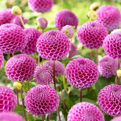 Dahlia Pompon 'Franz Kafka' (Ships in Spring) 