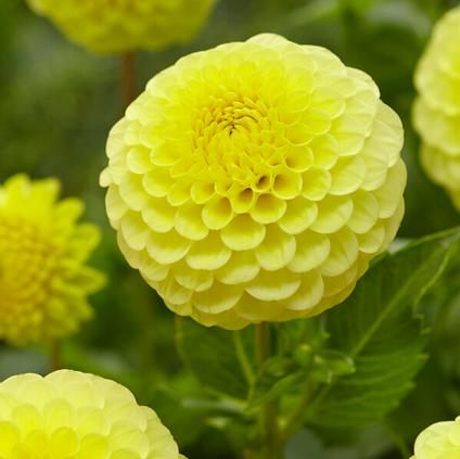 Dahlia Ball 'Golden Torch' (Ships in Spring) 