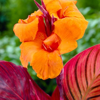 Canna Tall 'Durban' (Ships in Spring) 