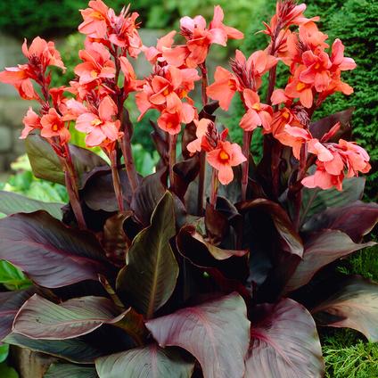 Canna Dwarf 'Angelique' (Ships in Spring) 