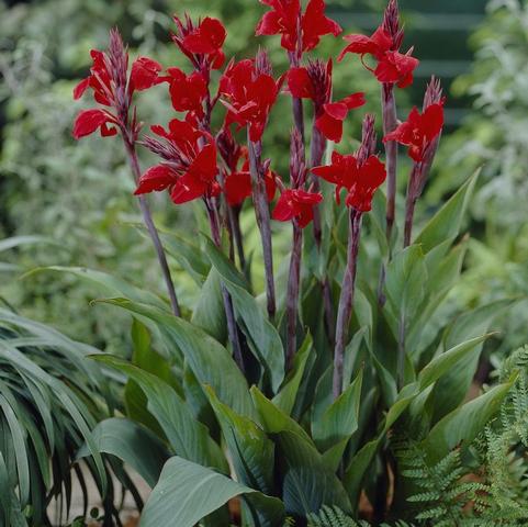 Canna Dwarf 'Brilliant' (Ships in Spring) 