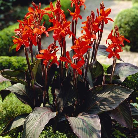 Canna Dwarf 'Eric Neubert' (Ships in Spring) 