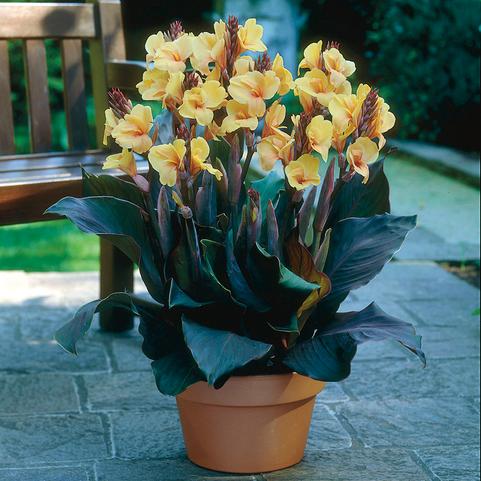 Canna Dwarf 'Louis Cottin' (Ships in Spring) 