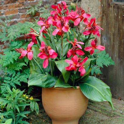 Canna Dwarf 'Pink and Roses' (Ships in Spring) 