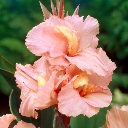 Canna Tall 'Salmon Beauty' (Ships in Spring) 