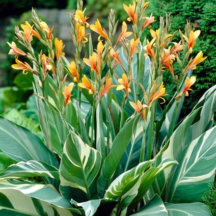 Canna Tall 'Stuttgart' (Ships in Spring) 