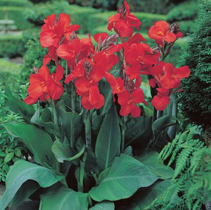 Canna Dwarf 'The President' (Ships in Spring) 