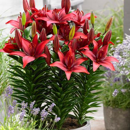 Lilium Asiatic 'Cavoli' (Ships in Spring) 