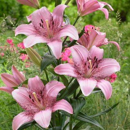 Lilium Asiatic 'Cogoleto' (Ships in Spring) 