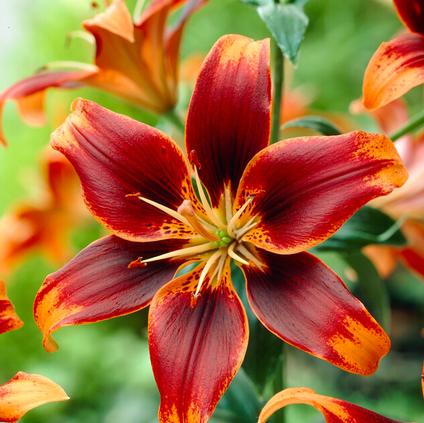 Lilium Asiatic 'Forever Susan' (Ships in Spring) 