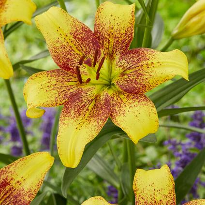 Lilium Asiatic 'Golden Stone' (Ships in Spring) 